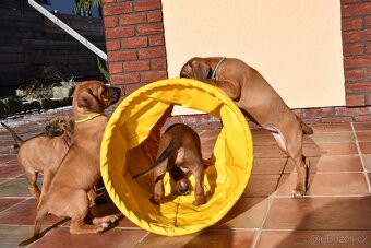 Rhodeský Ridgeback - štěňátka s PP - 7