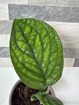 Monstera PERU Karstenianum - 7
