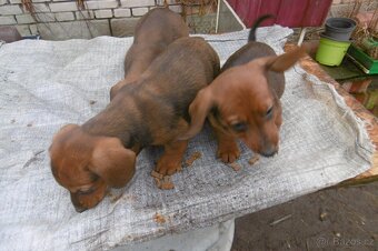 Prodej  jezevčíků - 7