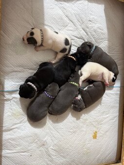 Stafordšírský bulteriér s PP - 7