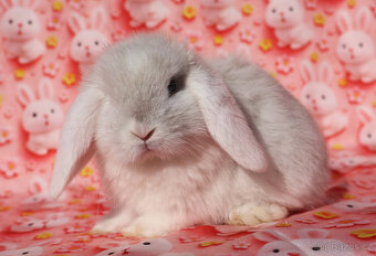 Zakrslý beránek NHD samička - 7