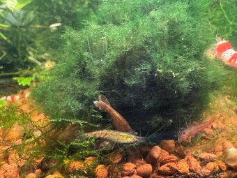 Krevetky akvarijní - 7