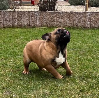 Francouzsky buldoček s PP - psík - 7