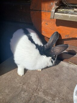 ČESKÝ STRAKÁČ - SAMICE - 7