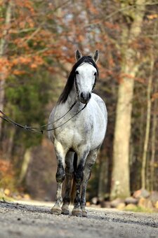 Připouštění hřebcem ČSP 2352 Lucky - 7