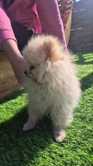 Pomeranian Creme - čistokrevný kluk - 7