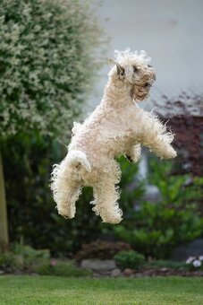 Irish soft coated wheaten terrier - ŠTĚŇATA PRODEJ - 7