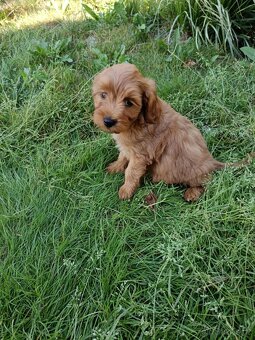 Maltipoo,maltipo - 7