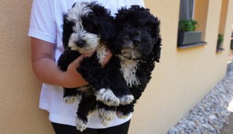 Maltipoo - 7