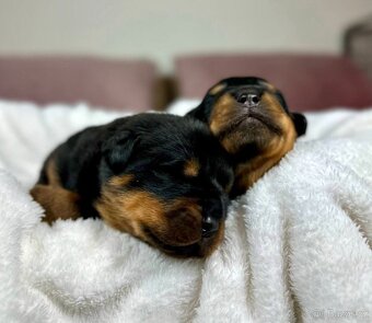 Rotvajler, Rottweiler, rtw s pp - 7