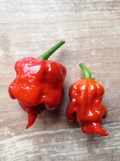 semínka chilli - 7