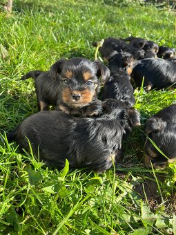 Štěňátka yorkšíra bez PP - 7