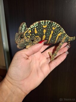 chameleon jemenský - 7