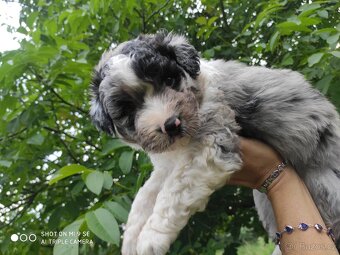 Aussiedoodle - 7