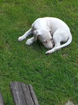 Jack Russell - 7
