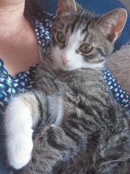 Hledá se domov pro koťátko - 7