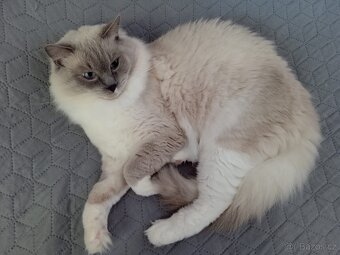 Ragdoll koťátka - 7
