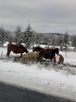 WPBr  fešák pro radost - 7
