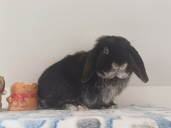 Volný Sameček Anglický Zakrslý Beránek MiniLop🤍 - 7