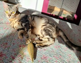 Bengálská stříbrná kočka s PP na mazlíčka - 7
