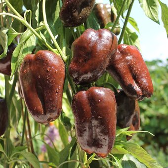 Sazenice rajčata, okurky nakládačky, papriky chilli a sladké - 7