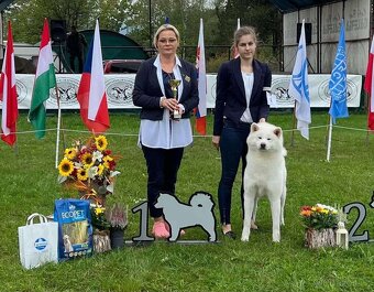 Štěňátka Akita inu s PP - 7