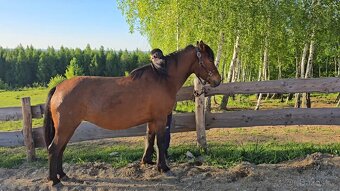 Huculská klisna, hucul, rekreace, vyjížďky, hipoterapie. - 7