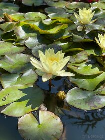 Leknin vodní rostlina kvetoucí posledních 10ks - 7