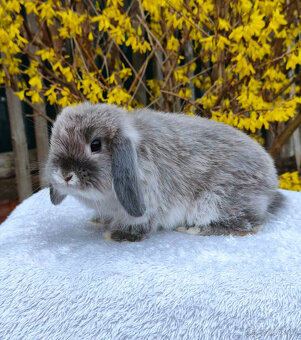 Zakrslý králíček MINILOP 💙 - 7