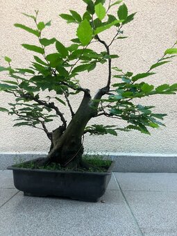 Bonsai, Bonsaj, habr obecný - 7