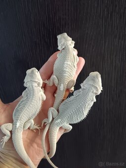 Agama vousata - 7
