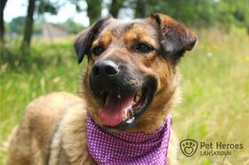 Guliana - fenka k adopci - 7