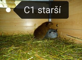 Obří  Cuy morčata Doležal morče cuy - 7