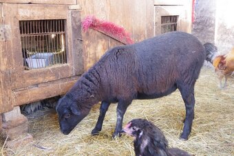 kamerunská ovce a jehnička KA/dorper - 7