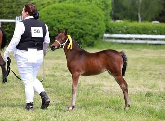 Klisna WPBR,pony - 7