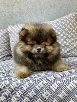 Pomeranian PP/FCI- pom- pomík-štěně - 7
