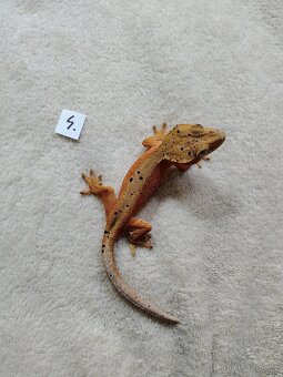 Pagekon řasnatý - 7