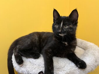 Mainská mývalí křížená - už jen kočičky - 7