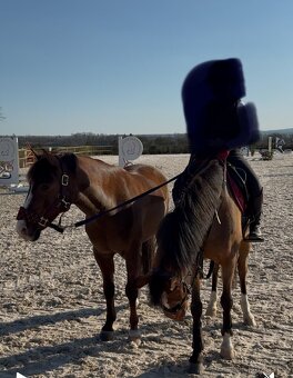TOP sportovní pony A učitel + další pony - 7