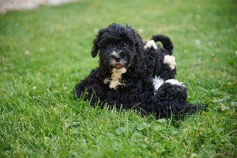 maltipoo - 7