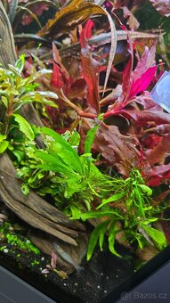 Akvarijní rostliny - 7