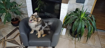 Pomeranian x německý špic střední - 7