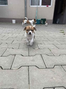 Jack Russell teriéra - 7