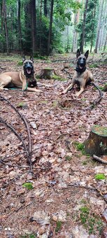 3 bratři Malinois s PP hledají své nové parťáky - 7