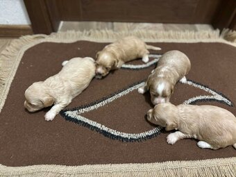 maltipo , maltipoo odber na mikuláša - 7