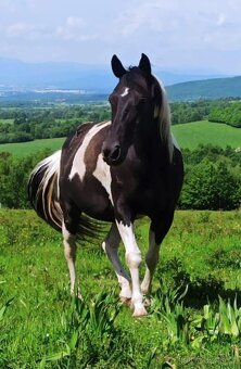 Americký pait horse - 7