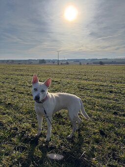 Křížence husky - 7