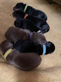 Jezevčík hladkosrstý standard s PP - 7