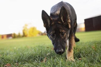 Německý ovčák s PP FCI - 7