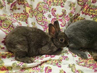 Zakrslý králíček - 7